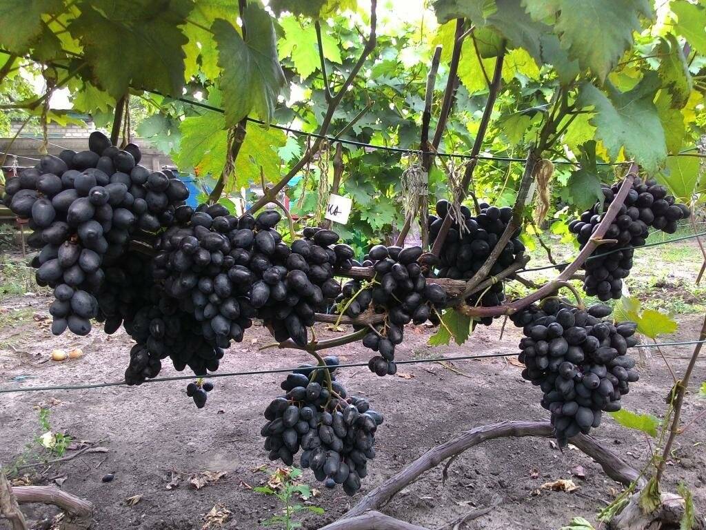Виноград ромбик: описание сорта, правила посадки и выращивания виноград ромбик