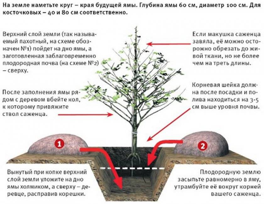 Лилии: посадка и уход в открытом грунте, особенности выращивания, фото - sadovnikam.ru