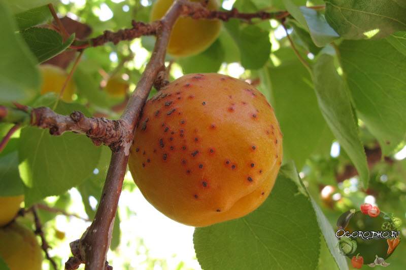 Почему не плодоносит абрикос: ошибки в агротехнике, болезни и вредители, что делать