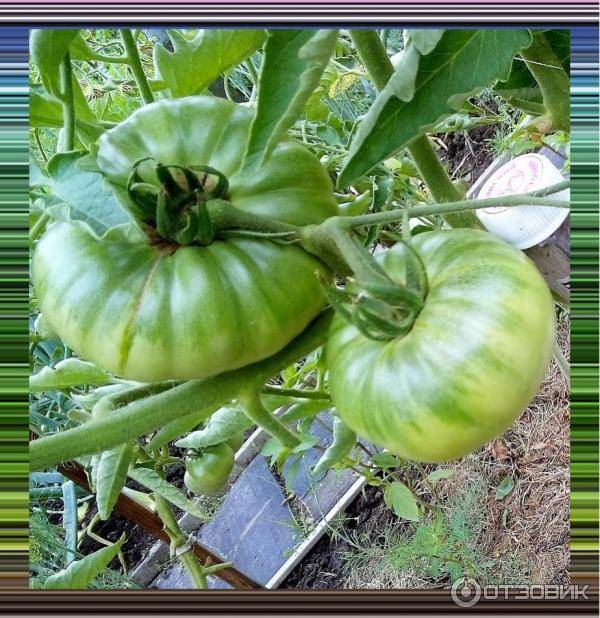 Помидор лягушка царевна: отзывы, инструкция по выращиванию, достоинства и недостатки этого сорта томата