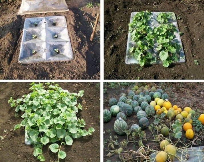 Выращивание арбузов в подмосковье в открытом грунте и в теплице: правила посадки, рекомендации по выращиванию