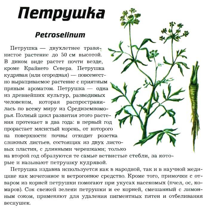 Петрушка: описание растения, лучшие сорта для открытого грунта с фото