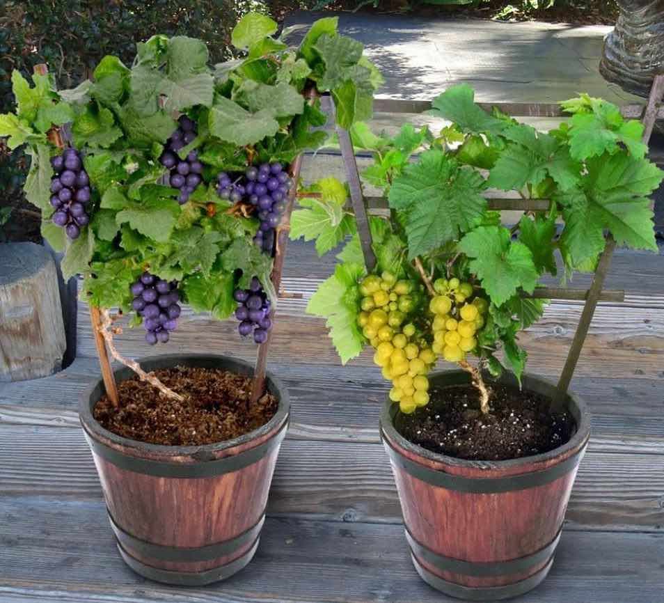 Как вырастить виноград из косточки | polemo.ru - дача, огород и сад.