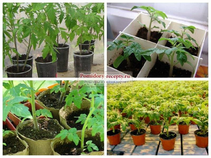Новые технологии по выращиванию томатов в теплице и открытом грунте