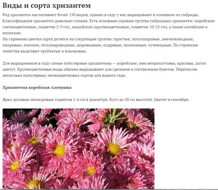 Хризантемы: описание, виды, особенности выращивания в домашних условиях и в открытом грунте - sadovnikam.ru