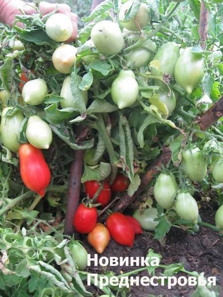 Семена томат новинка приднестровья: описание сорта, фото