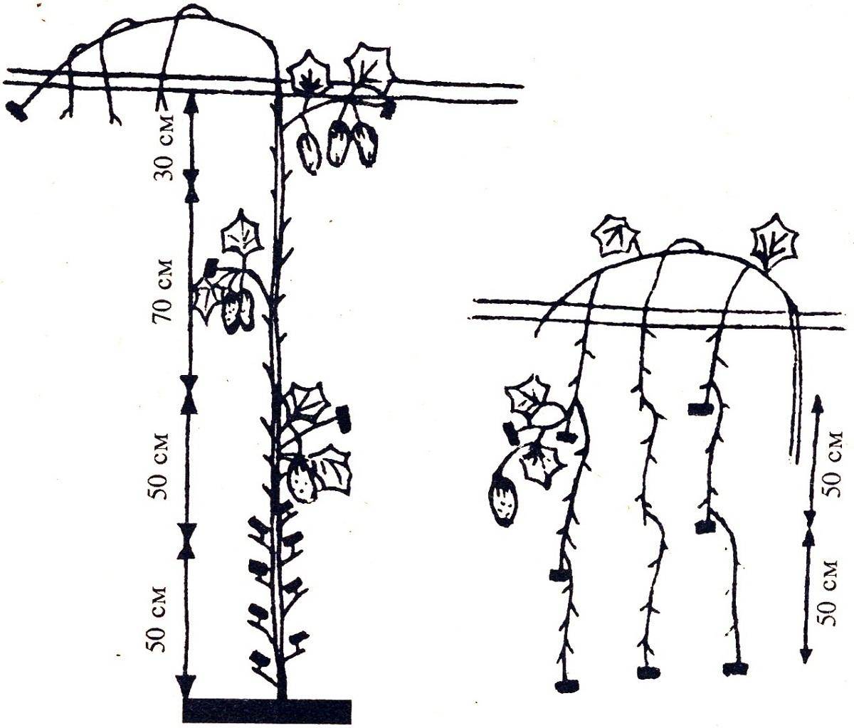 Выращивание арбузов: как формировать и ухаживать в открытом грунте, схема посадки, пасынкование