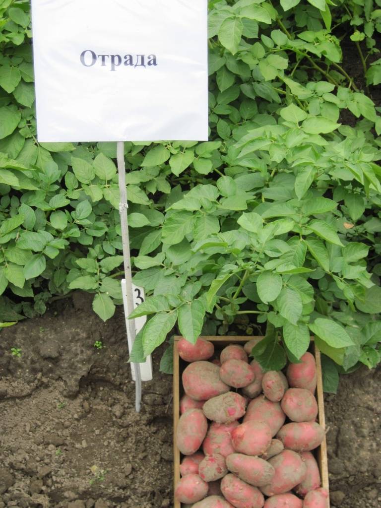 Сорт картофеля розара — отзывы фермеров и описание внешнего вида с фото клубней, подробная характеристика, оптимальные регионы и способы посадки