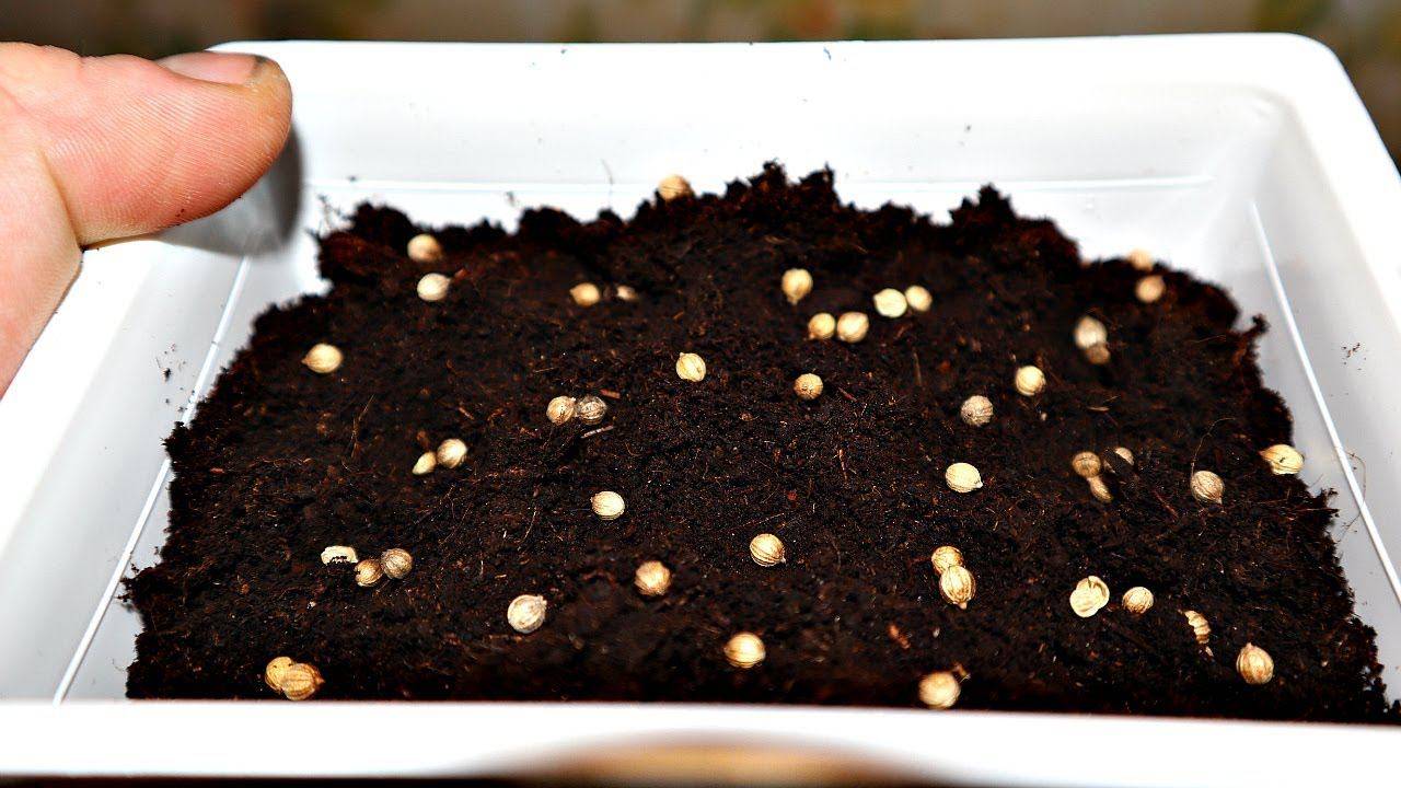 Выращивание кориандра из семян в домашних условиях на подоконнике + фото