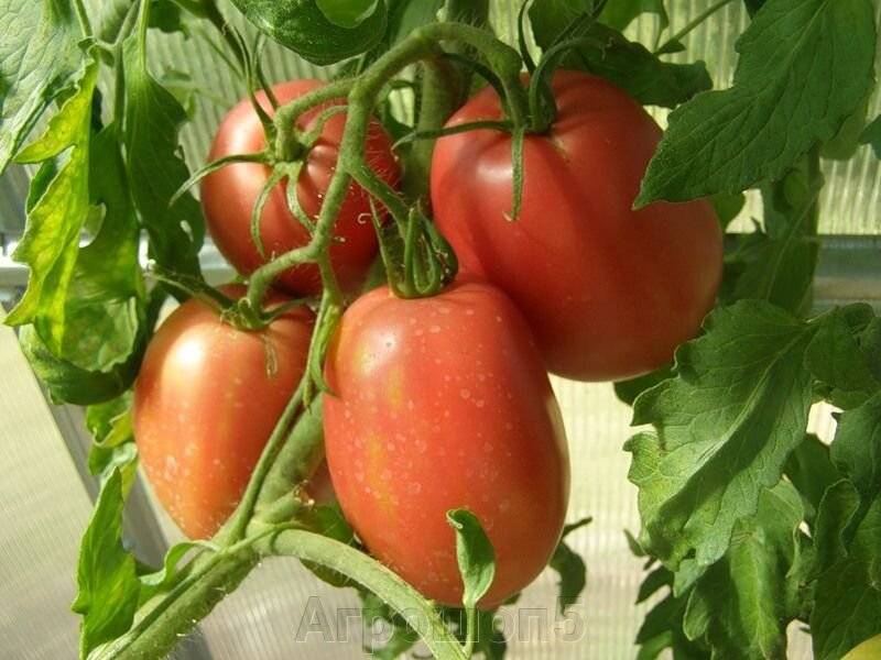 Томат солоха: фото помидоров и отзывы об их вкусовых качествах и сложностях при выращивании, плюсы и минусы сорта