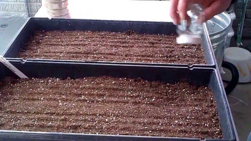 Как вырастить малину из семян в домашних условиях на рассаду и можно ли