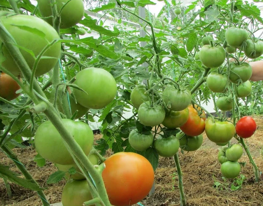 Описание томата Старосельский и агротехника выращивания сорта