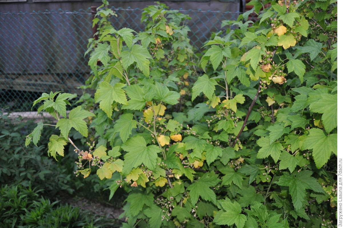 На смородине в июне пожелтели листья: как справиться с данной проблемой, чтобы не остаться без ягод