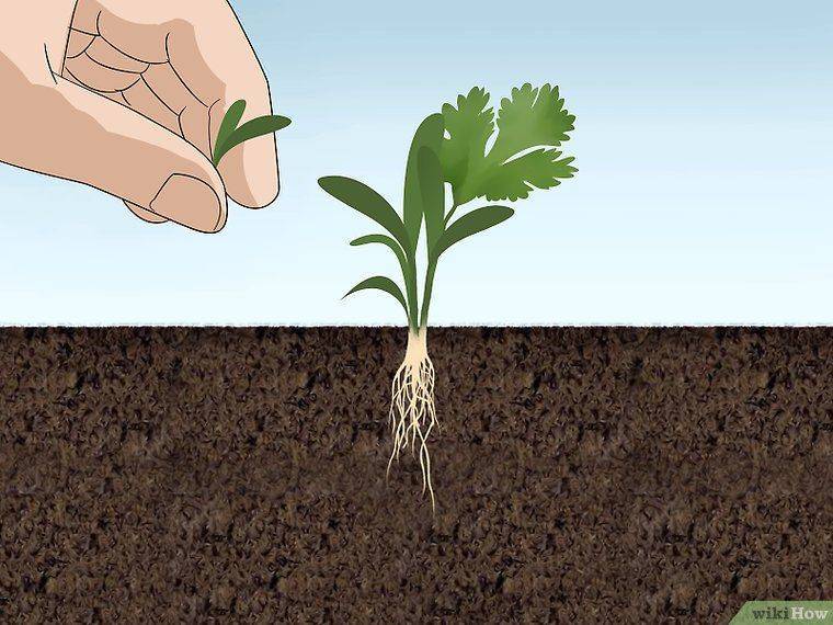 Кориандр — выращивание из семян, посадка и уход в открытом грунте, видео — как сажать кинзу семенами — про огород