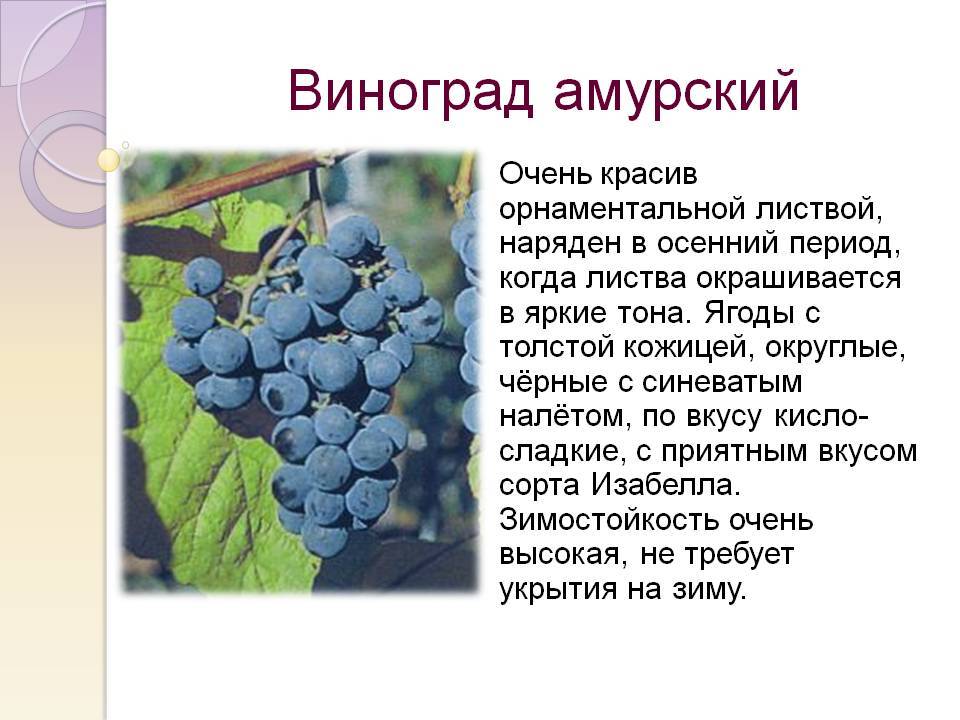 Виноград амурский: описание сорта, посадка и уход, размножение черенками с фото