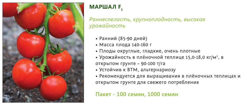 Томаты "лев толстой" f1: описание и характеристики сорта, выращивание и урожайность, фото плодов-помидоров русский фермер