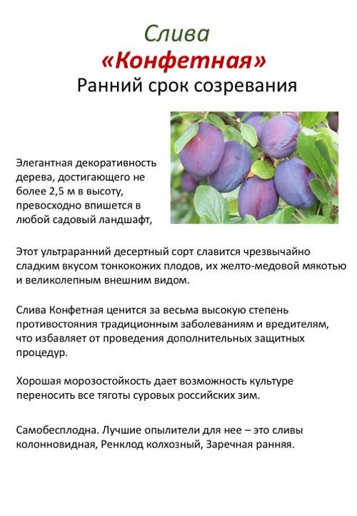 Слива маньчжурская красавица: описание сорта и опылители, выращивание и уход с фото