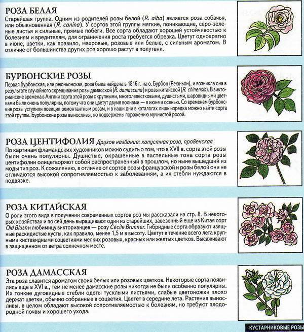 Чайно-гибридные розы: описание с фото 25 лучших сортов | +отзывы