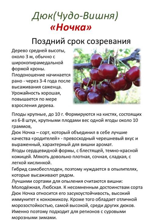Описание и выращивание вишни шпанка
