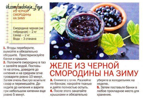 Черная смородина на зиму: варенье, желе, компот, джем, с сахаром, заготовка листьев