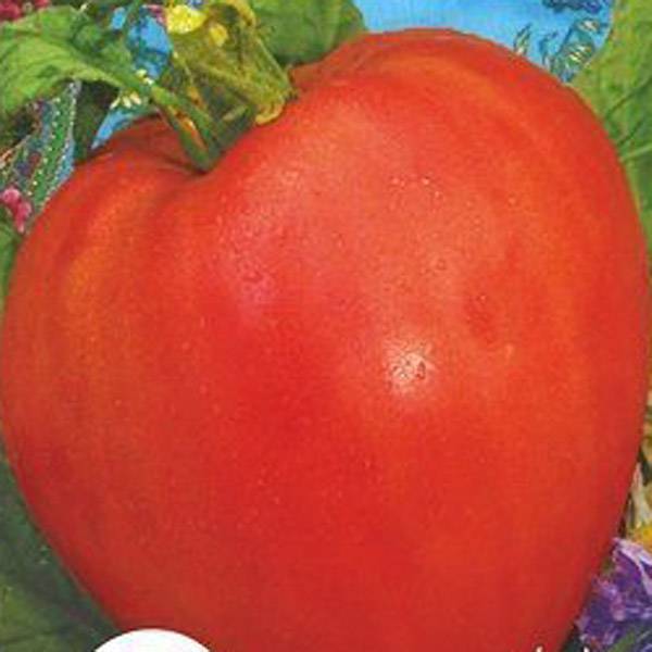Томат исполин (черный и малиновый): характеристика и описание крупноплодного сорта с фото