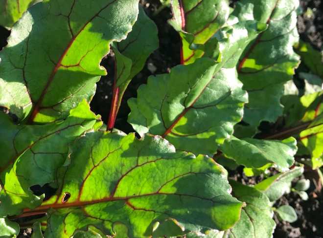 Чернеют и сохнут листья клубники по краям: причины и лечение - сибирский сад