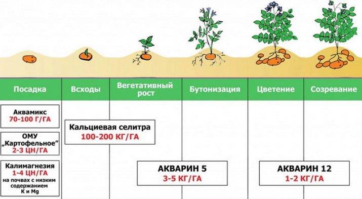 Сроки созревания картофеля: сколько растёт картофель от посадки до сбора урожая, особенности сбора урожая