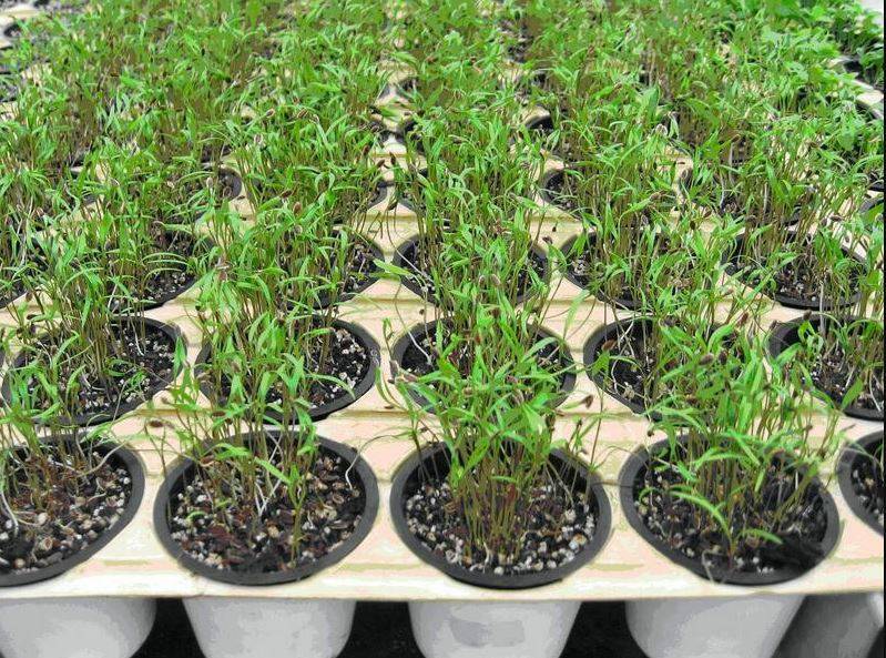 Когда и как сеять петрушку в открытый грунт весной: правила посадки и выращивания