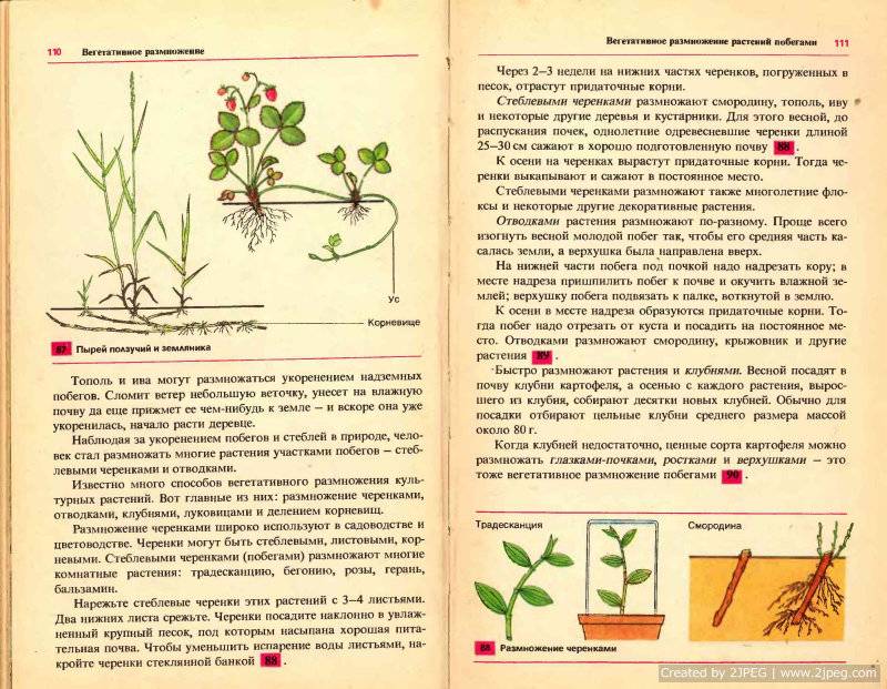 Заготовка и укоренение черенков как эффективный способ размножения кустов барбариса