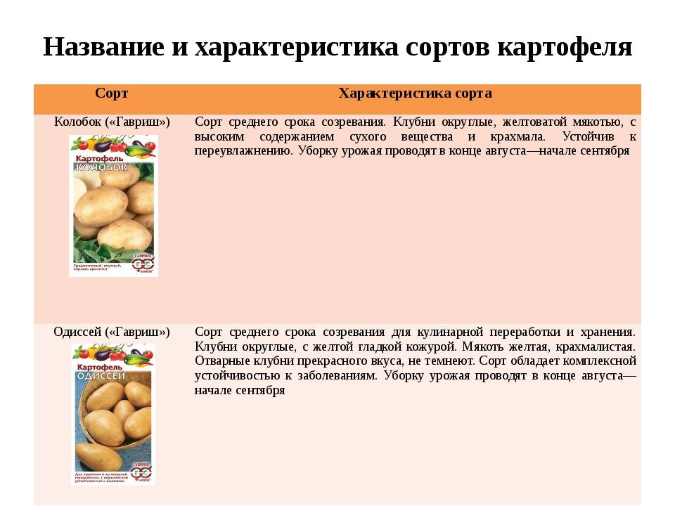 Картофель колобок: характеристика сорта, описание его вкусовых качеств, фото картошки и отзывы тех, кто её выращивал
