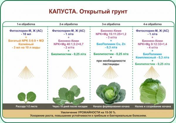 Особенности выращивания семян белокочанной капусты: посадка маточников | огородник