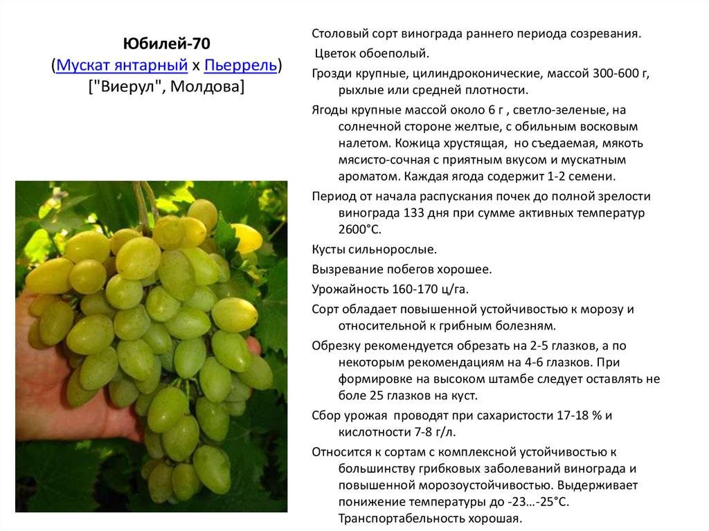 Сорт винограда долгожданный: что нужно знать о нем, описание сорта, отзывы