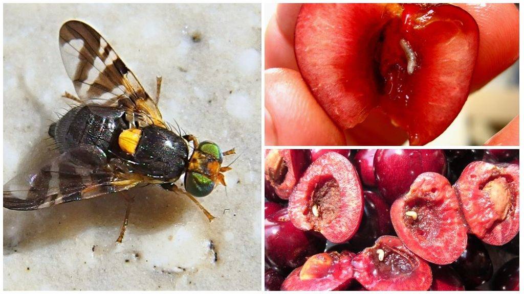 Меры борьбы с вишневой мухой: сроки обработки, какими методами можно избавиться на черешне