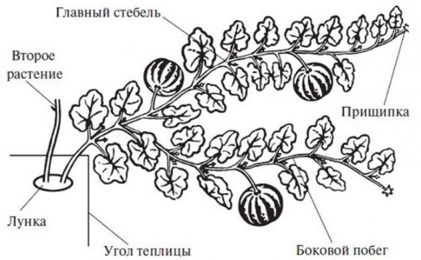 Как проводится формирование и прищипка тыквы в открытом грунте, чтобы получить хороший урожай
