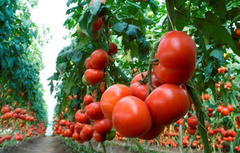 Характеристика и описание гибрида томата махитос f1, выращивание и уход