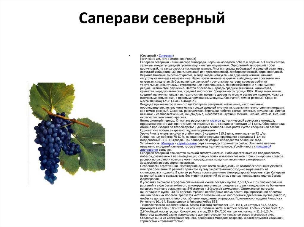 Виноград изюминка: описание и характеристики сорта, плюсы и минусы, выращивание