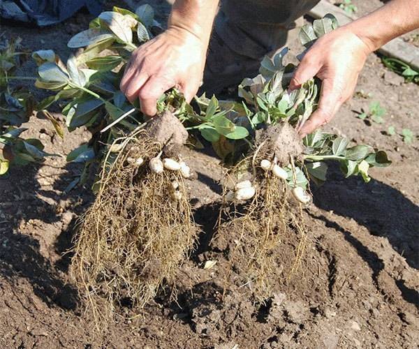 Выращивание арахиса на приусадебном участке / асиенда.ру