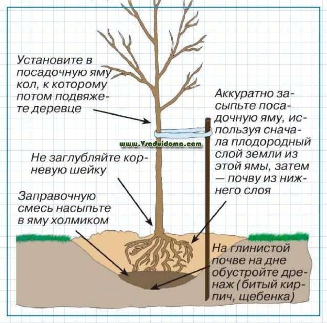 Как посадить грушу осенью: преимущества, правила посадки и ухода за саженцами