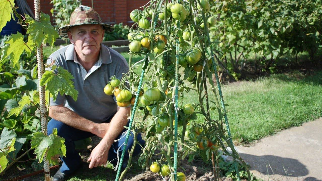 Китайский способ выращивания рассады томатов инструкция | сад и огород