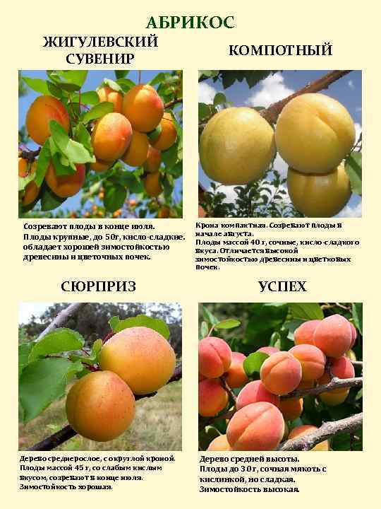 Свои абрикосы: зимостойкие сорта и формы абрикоса для выращивания в северных регионах
