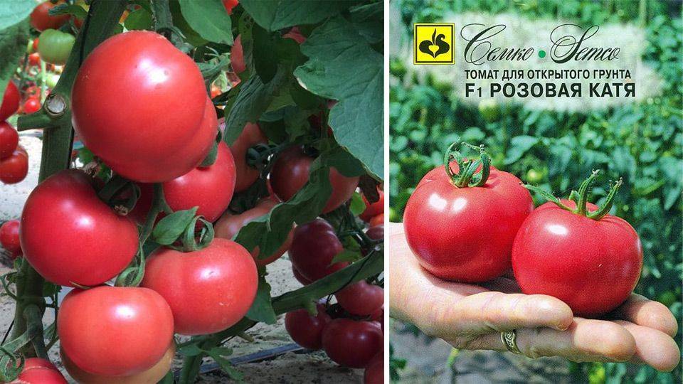 Томат «катя»: ультраранние помидоры российской селекции, первый урожай уже через 75 дней