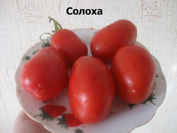Описание томата солоха: рекомендации по выращиванию
