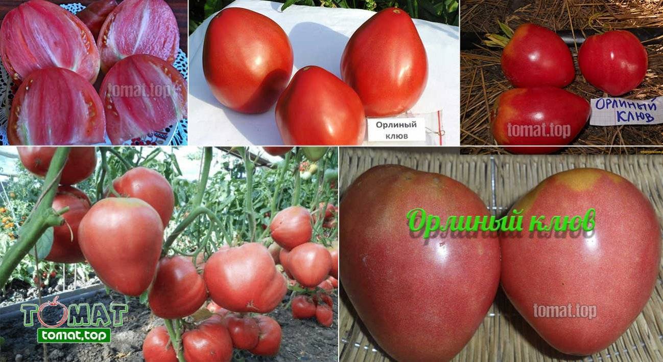 Характеристика и описание сорта томата воловьи уши, его урожайность