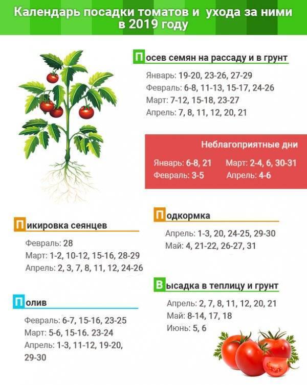 Посадка помидор на рассаду: когда и как сеять (сажать) томаты на рассаду в 2019 году?