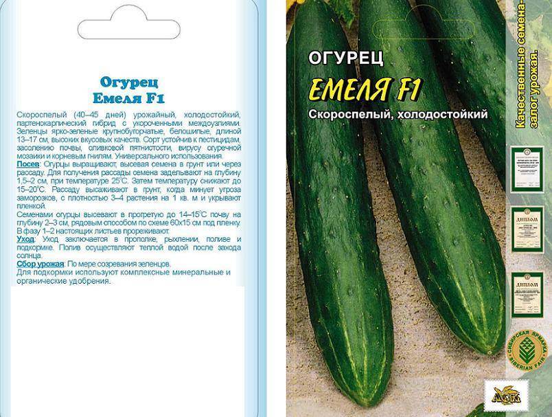 Описание огурцов Емеля f1 и выращивание рассадным методом в теплице