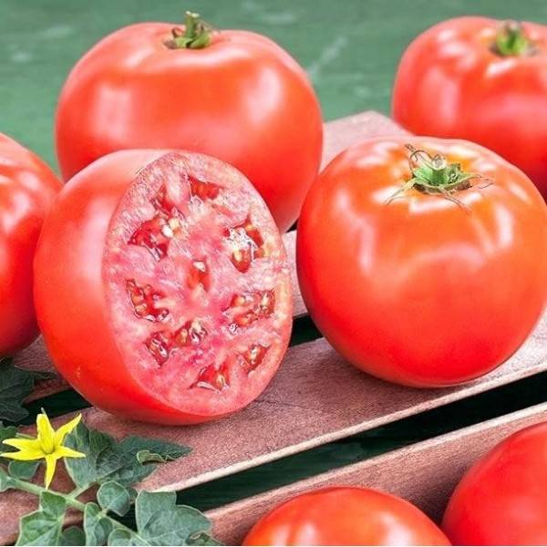 Характеристика и описание томата ” клубничный десерт”