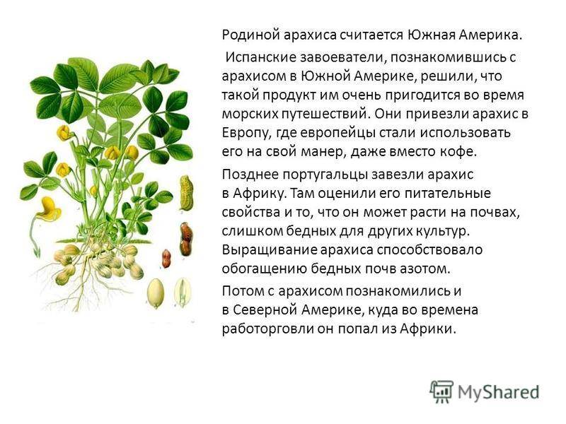 Как растет арахис в природе: пошаговое фото, где растет в россии