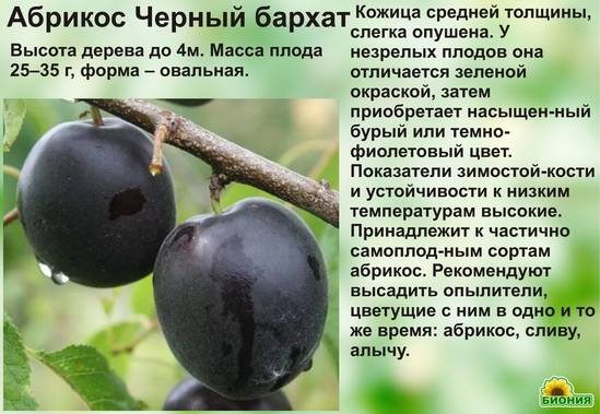 Описание и правила выращивания абрикоса сорта Черный бархат