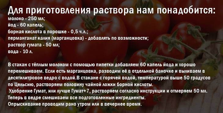 Йод для помидор: опрыскивание и обработка от фитофторы, полив и подкормка рассады томата