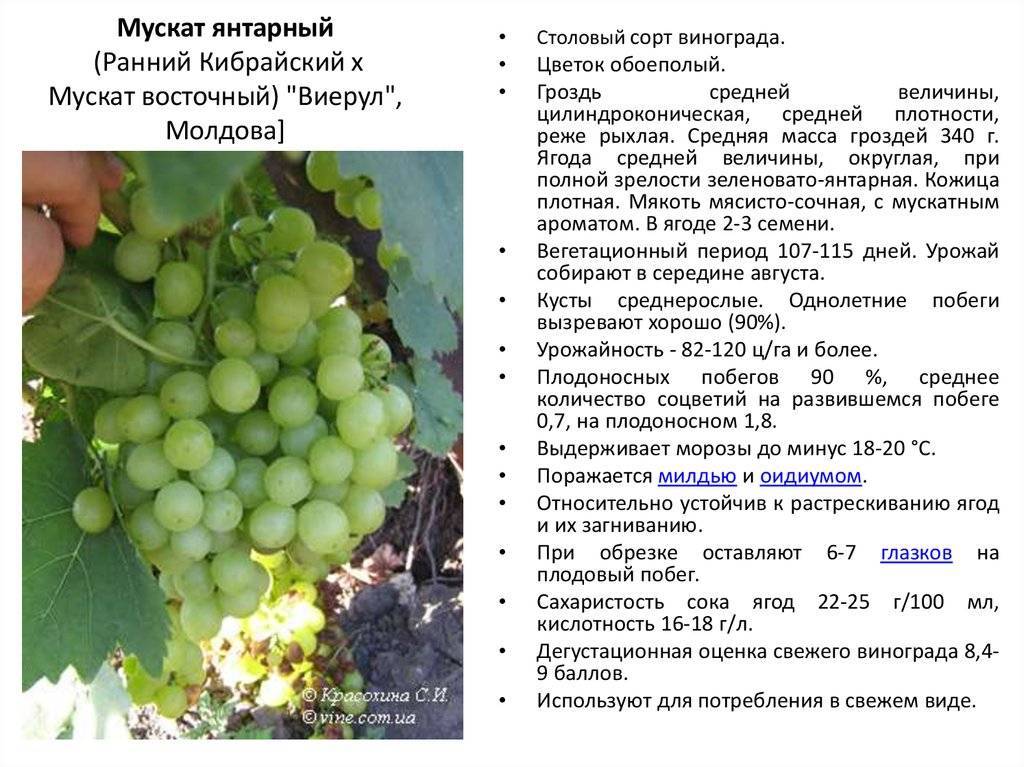 Характеристика винограда сорта  вэлиант
